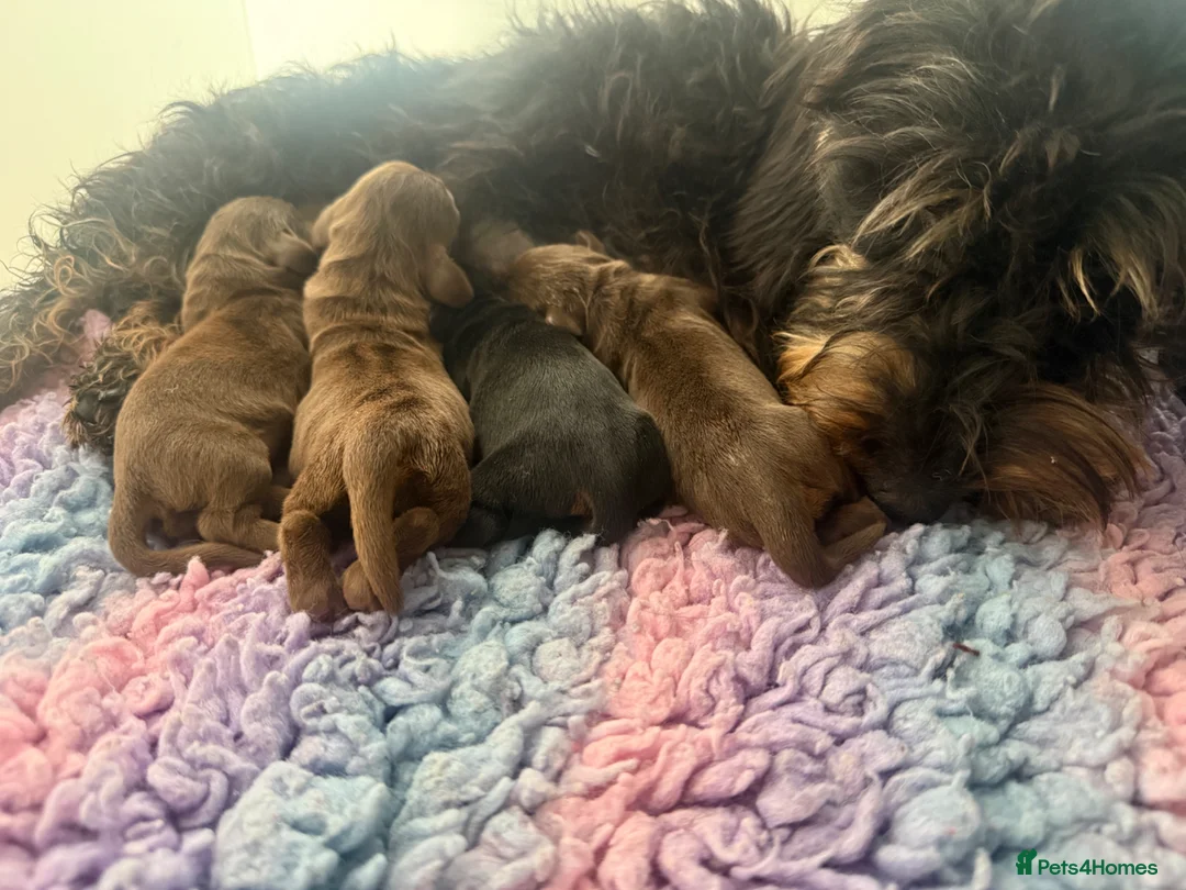 Miniature Dachshund dogs for sale: 5 ⭐ licenced breeder mini wires  - Advert 1