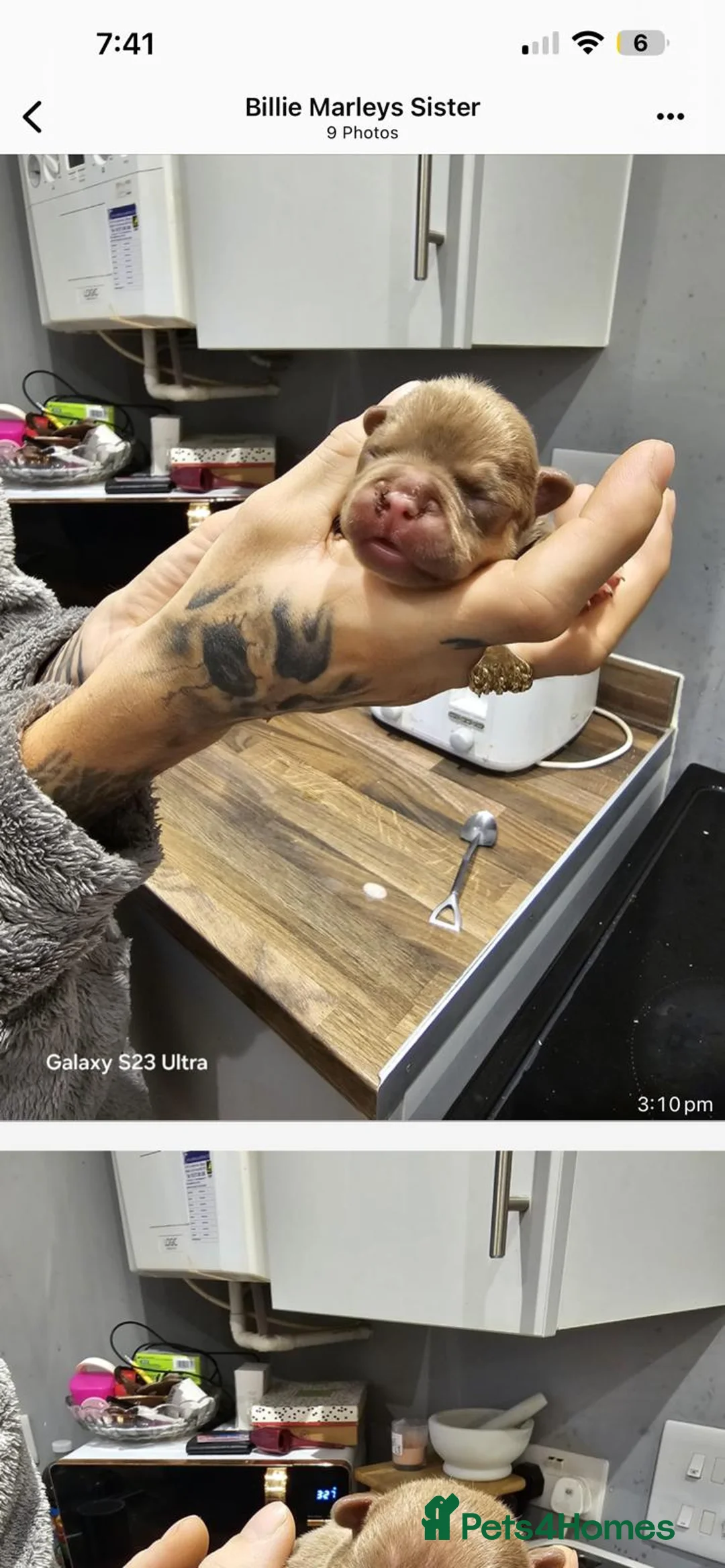 French Bulldog dogs for sale: French bulldog puppys for sale  - Advert 14