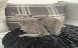 Russian Blue cats for sale: Russian X blue kittens  - Image 5