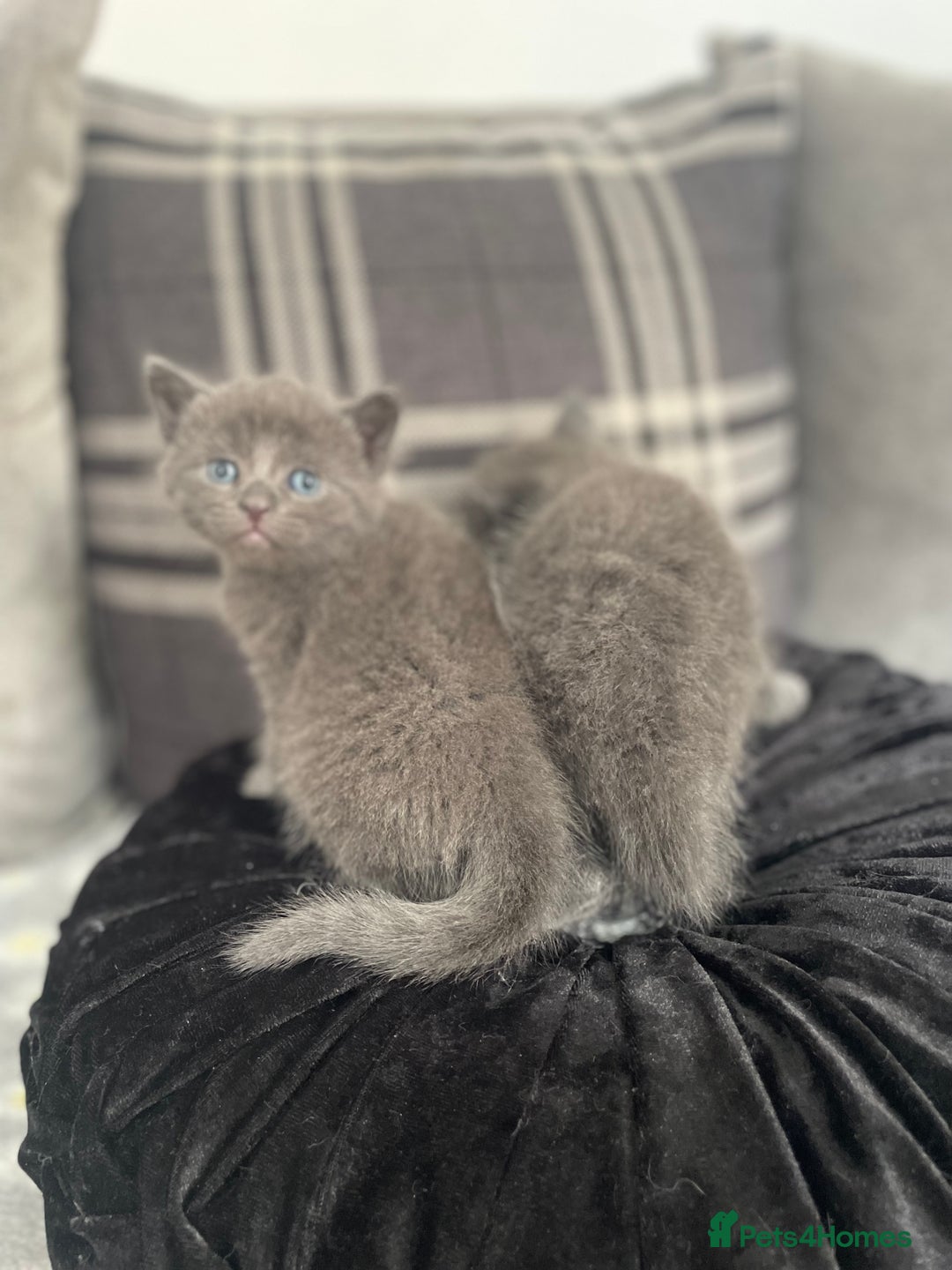 Russian Blue cats for sale: Russian X blue kittens  - Image 5
