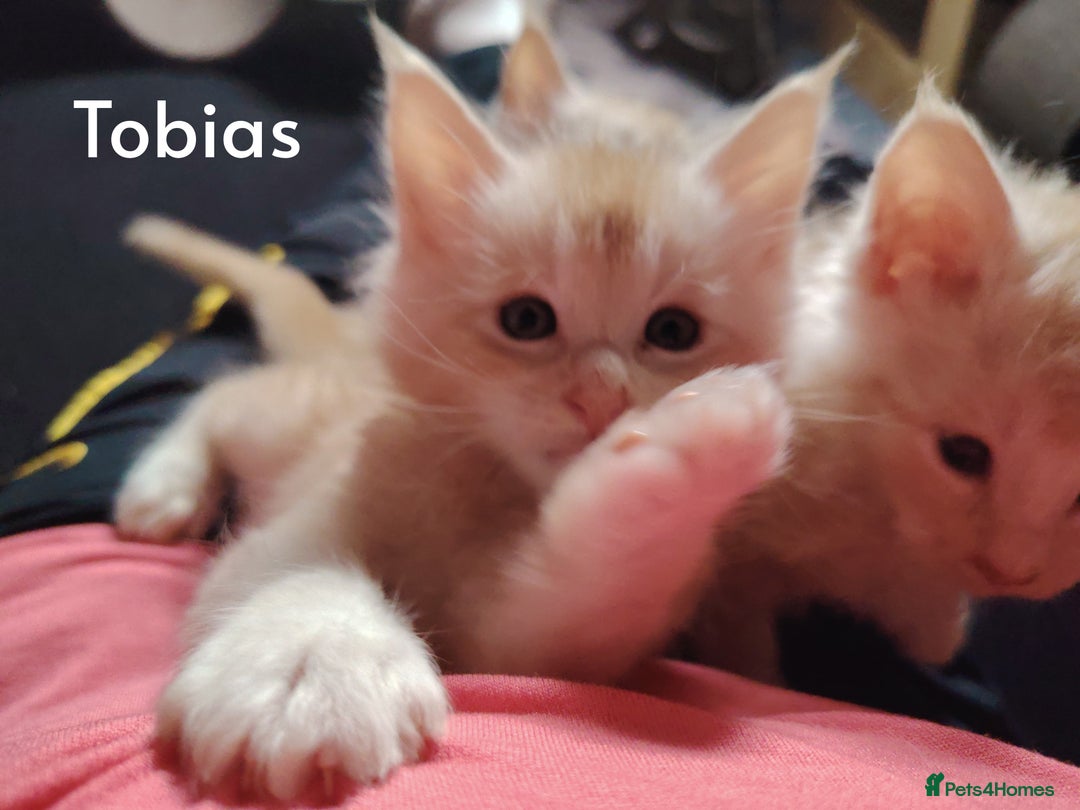 Maine Coon cats for sale: Home raised stunning Mainecoon boys. - Image 30