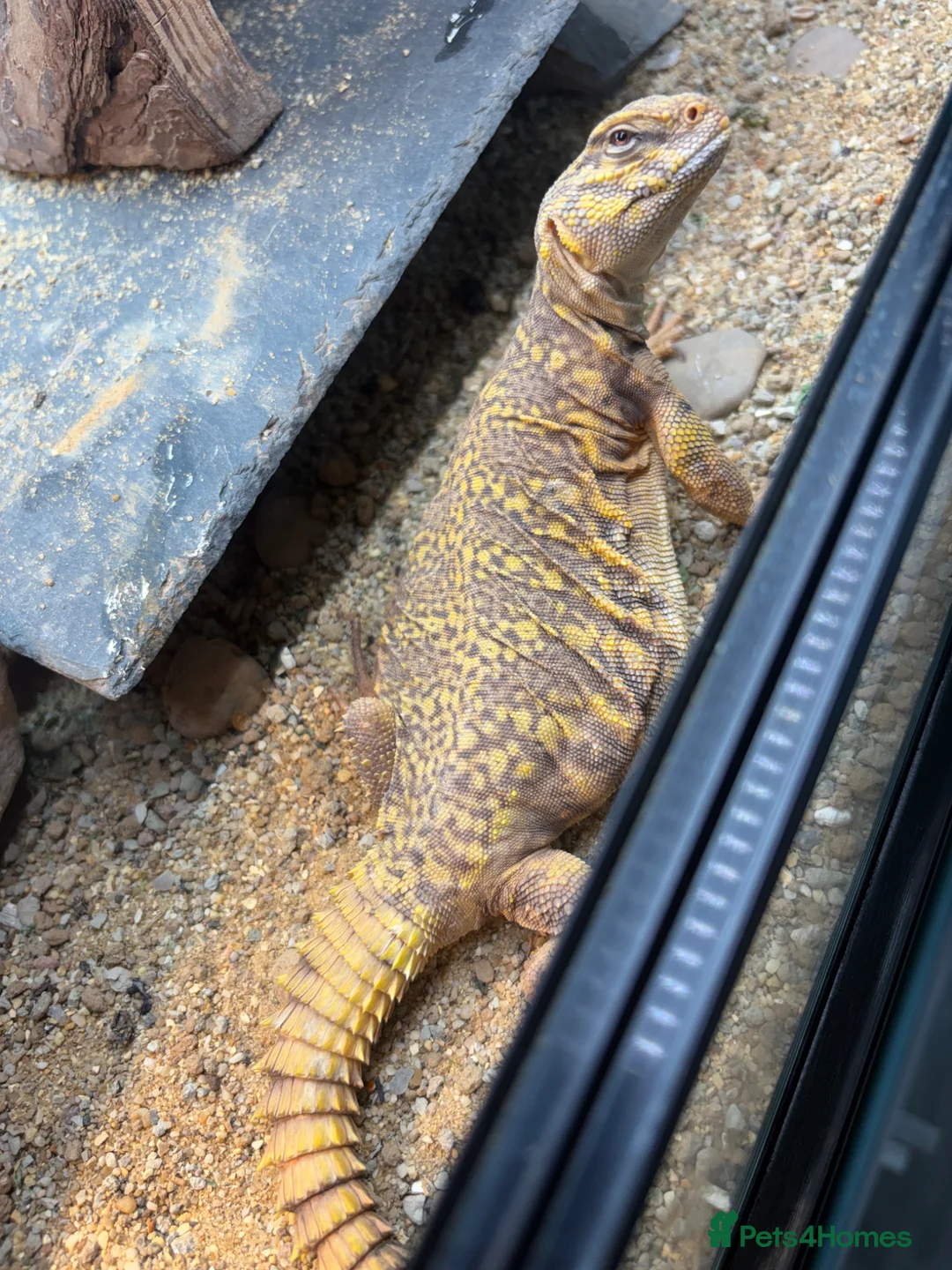 Lizard reptiles for sale: Uromastyx  female 5 yrs old  - Advert 6