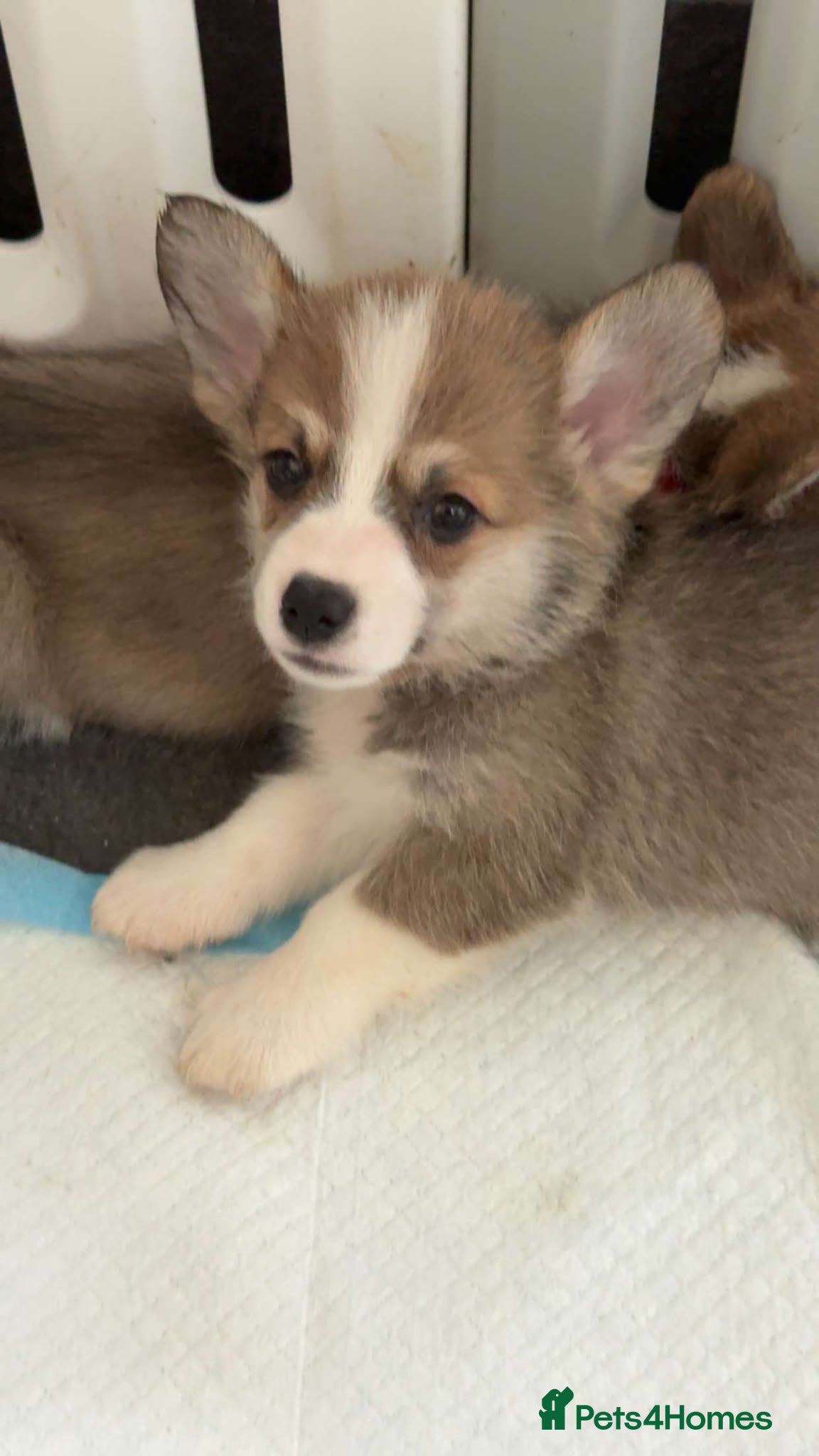 Welsh Corgi Pembroke dogs Beautiful Pembroke Welsh Corgi Puppies  - Advert 2