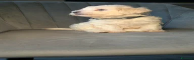 Maltipoo 6