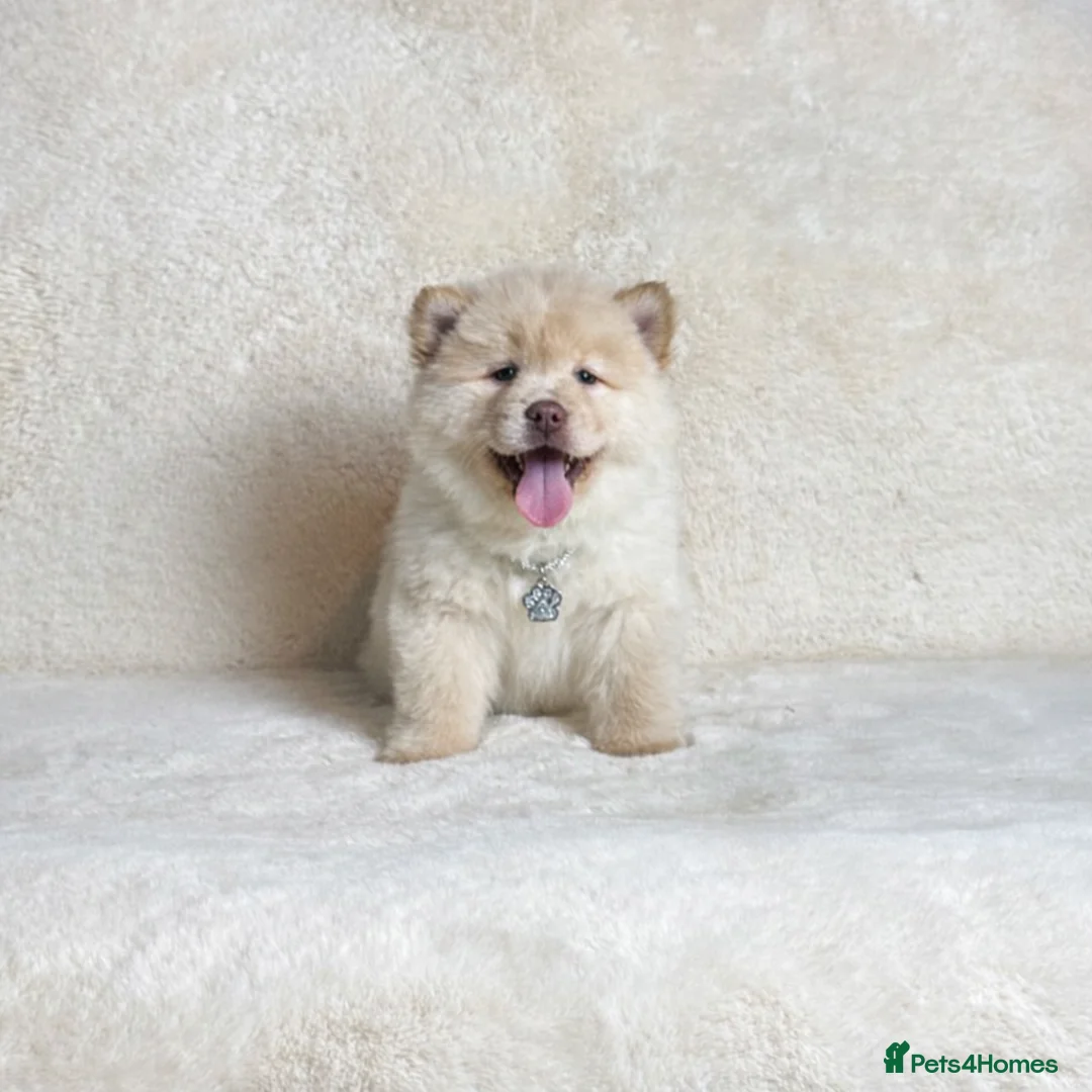 Mixed Breed dogs for sale: (Bear) lilac platinum male chowsky puppy  - Advert 1