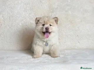 Mixed Breed dogs (Bear) lilac platinum male chowsky puppy - Advert 12