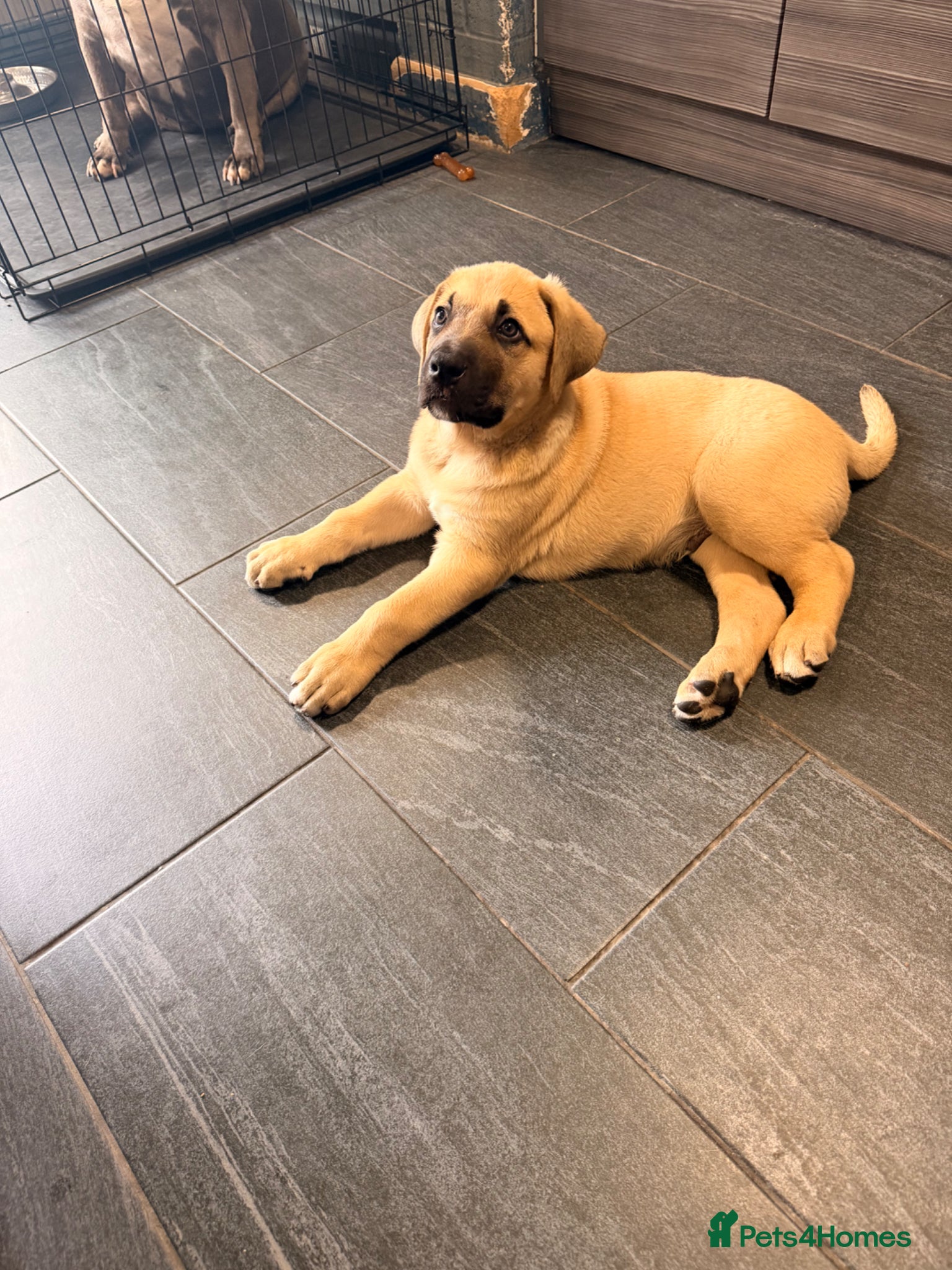 Mixed Breed dogs  £850! Ready! Stunning Kangal cross  - Advert 3