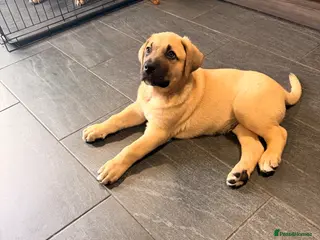 Mixed Breed dogs £850! Ready! Stunning Kangal cross - Advert 3
