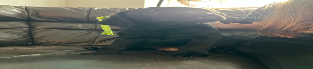 Labrador Retriever Puppy 3