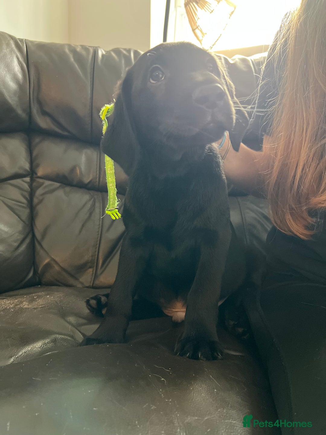 Labrador Retriever dogs for sale: Kc Labradors working line Bred for assistance work - Image 4