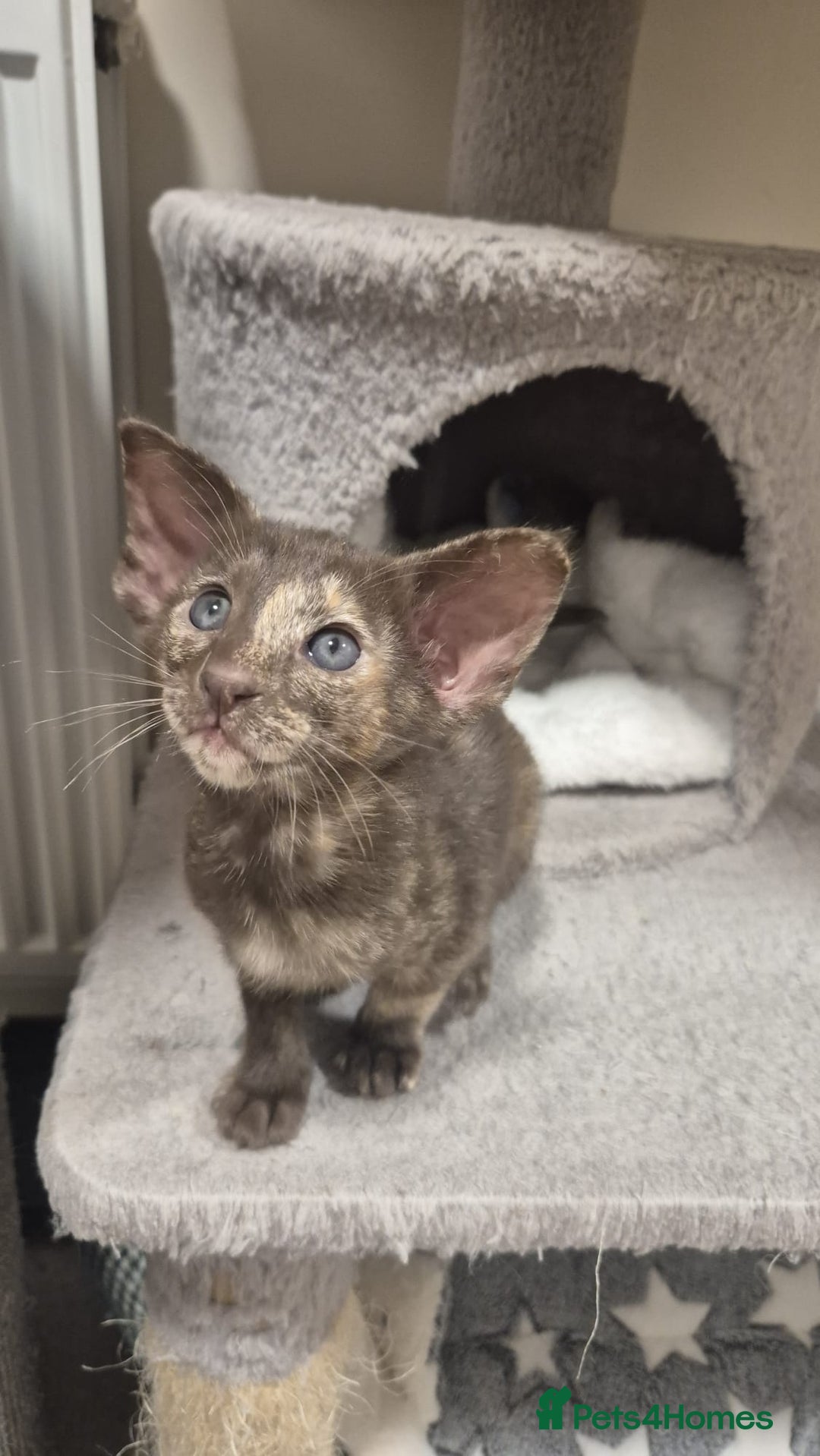 Oriental cats for sale: Oriental and Siamese kittens. - Advert 7