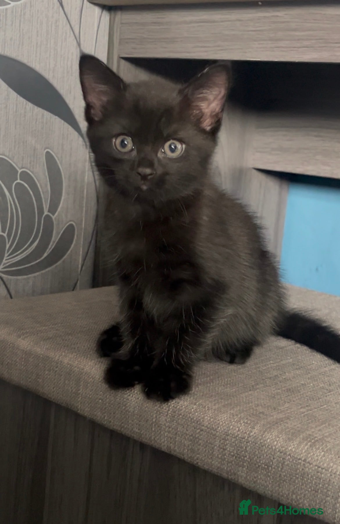 Mixed Breed cats Mix breed Black female kittens  - Advert 1