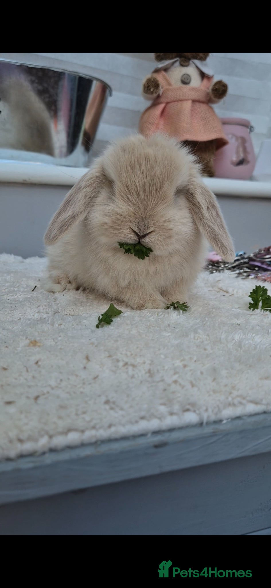 Mini Lop rabbits Mini lop Rabbit - Advert 3