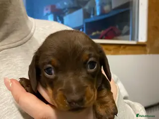 Miniature Dachshund dogs Chocolate/tan girl - Advert 10