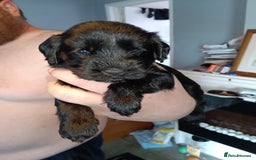 Mixed Breed dogs for sale: 6 Beautiful mixed breed puppies  - Image 4
