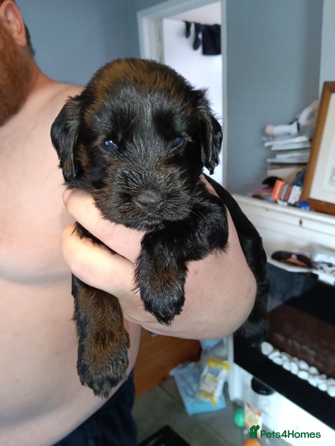 Mixed Breed dogs for sale: 6 Beautiful mixed breed puppies  - Image 4