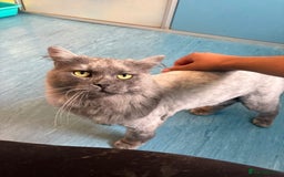 Mixed Breed cats for adoption: Poseidon - Image 1