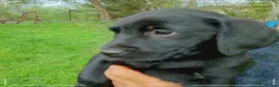 Labrador Retriever dogs for sale: Labrador puppies  in Keith - Advert 6