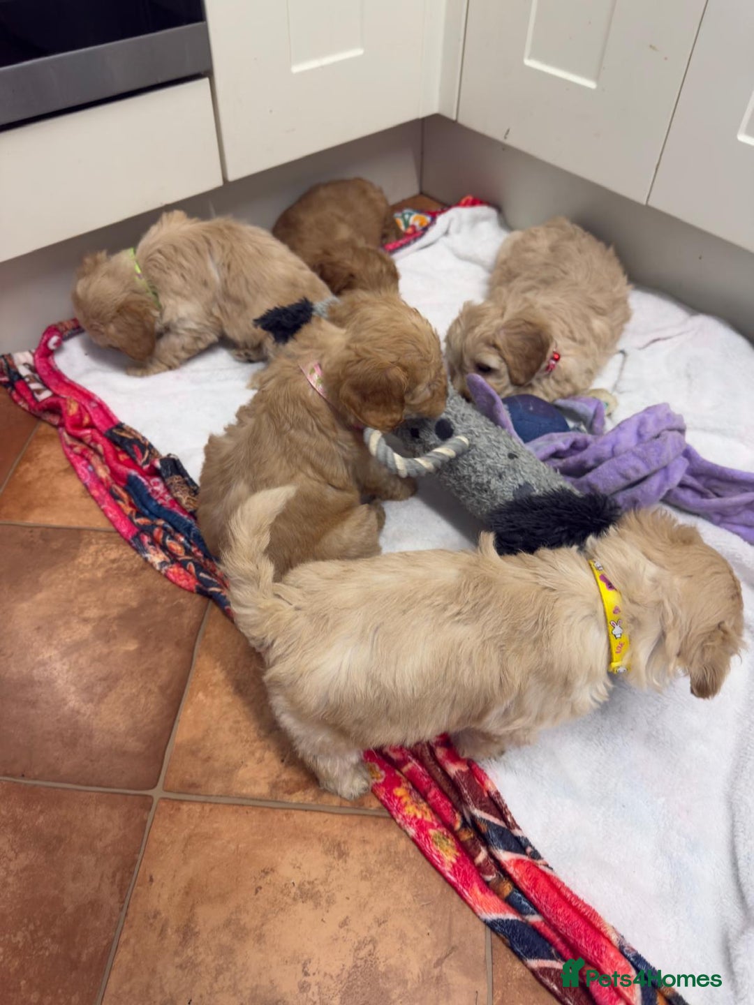 Cockapoo dogs for sale: Bred From Health Tested Parents - Advert 23