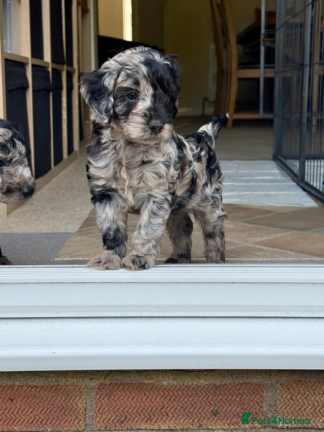 Cockapoo dogs for sale: Beautiful colour Cockapoo Puppies- Ready to go!  - Image 10