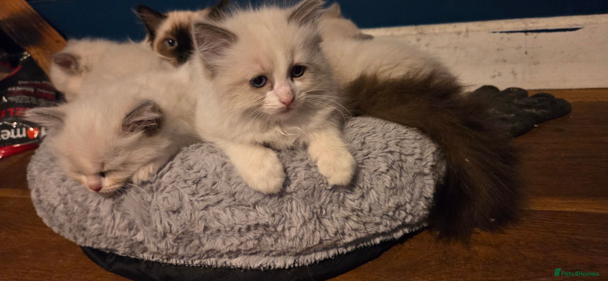 Ragdoll cats Beautiful Ragdoll Kittens only 2 left 💖 - Advert 11