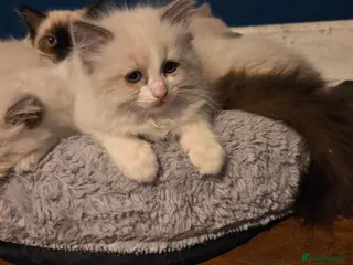 Ragdoll cats Beautiful Ragdoll Kittens only 2 left 💖 - Advert 11