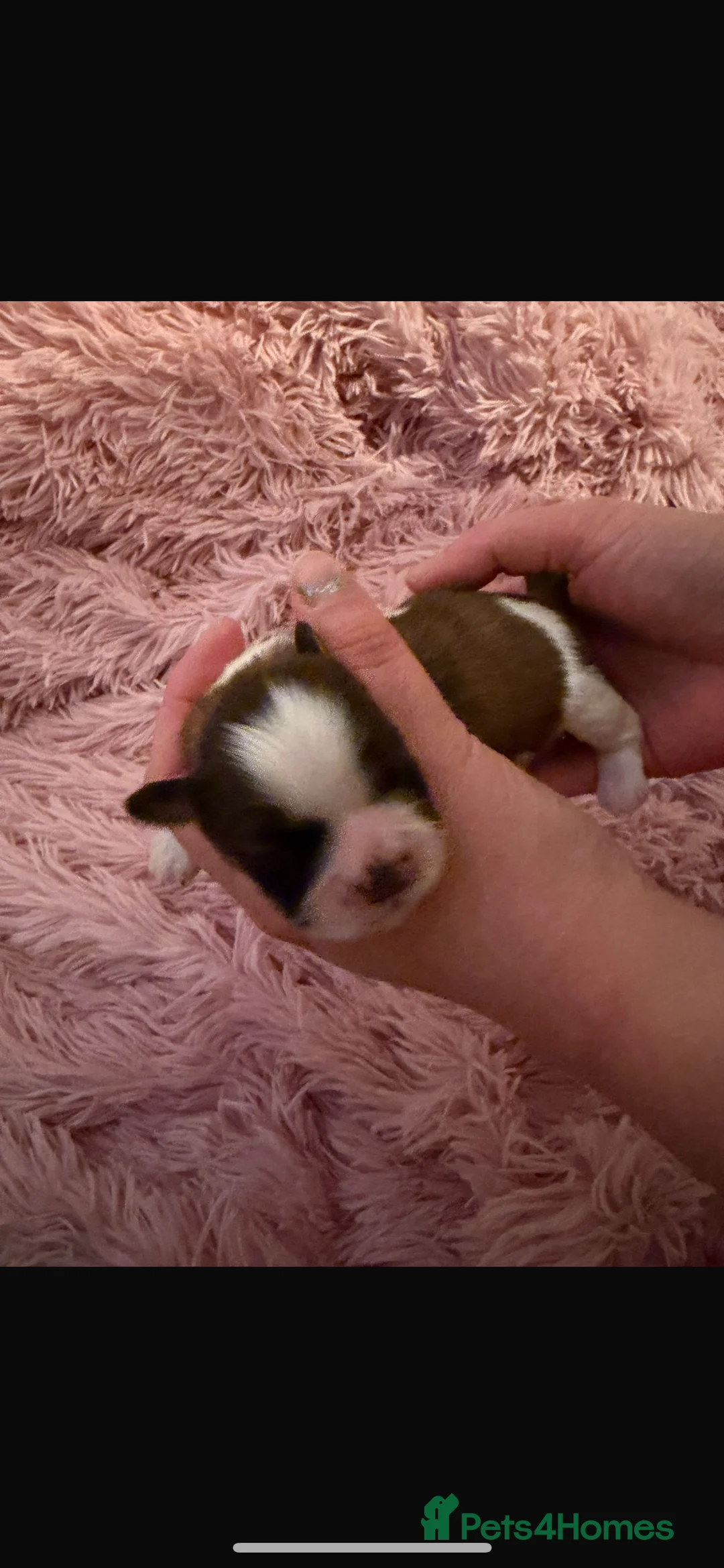 Shih Tzu dogs for sale: Shih Tzu puppies - Advert 11