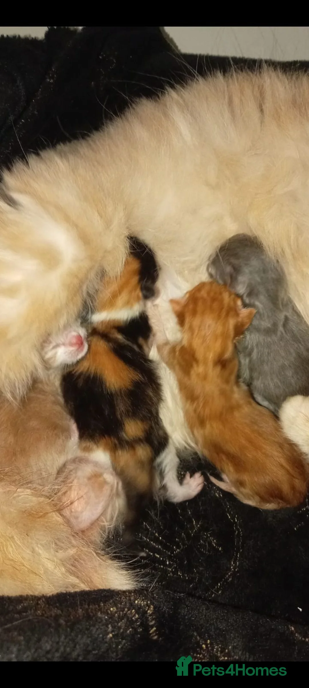 Mixed Breed cats for sale: 4 kittens beautiful fluffy playful  - Advert 20
