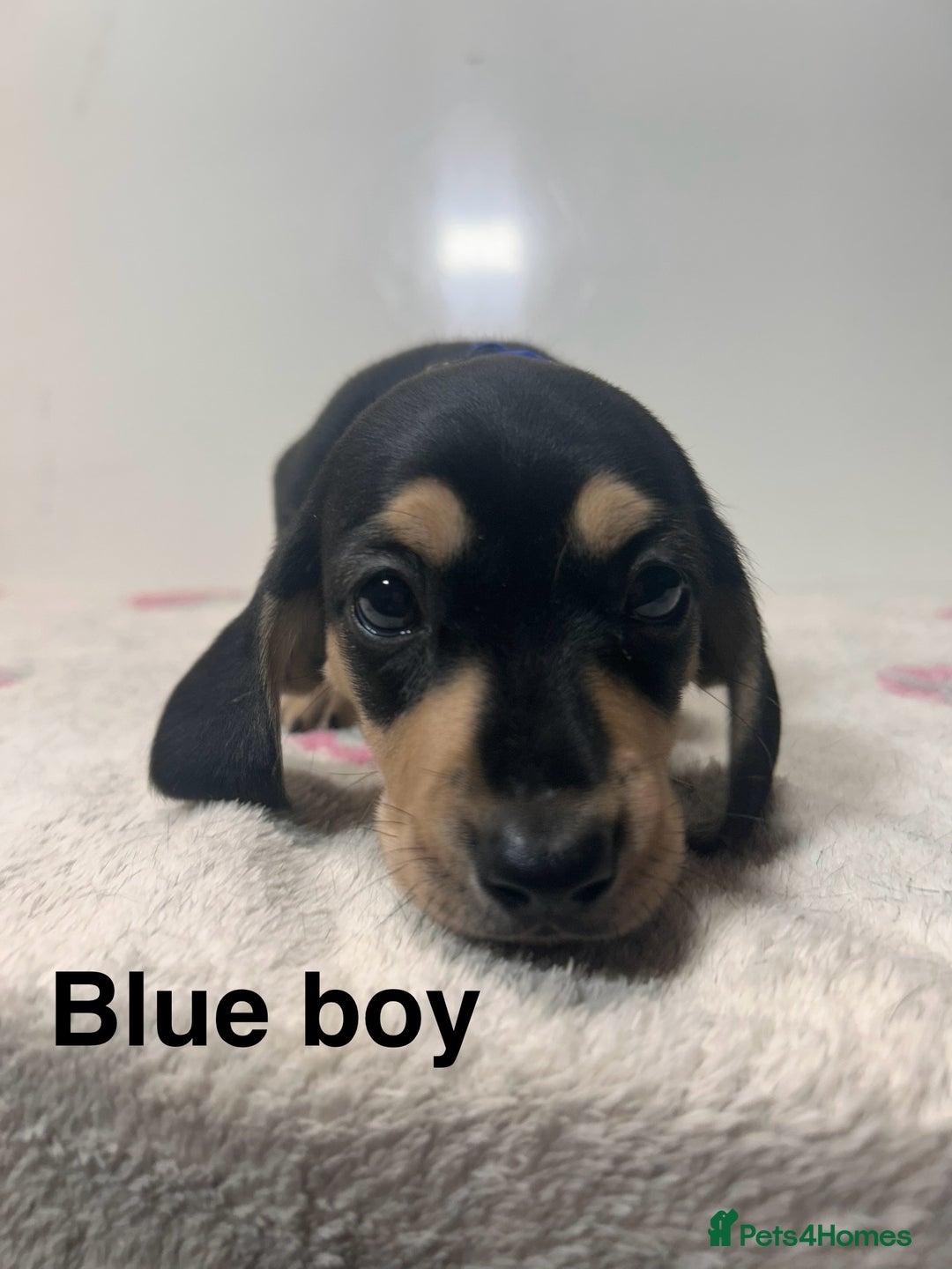 Dachshund dogs for sale: Dachshund pups  - Image 7