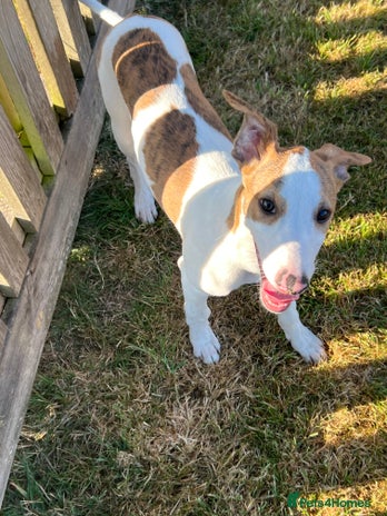 Mixed Breed dogs - Advert 7