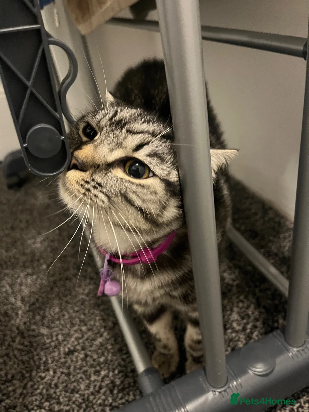 Mixed Breed cats for sale: Silver British short hair tabby  in Huddersfield - Advert 1