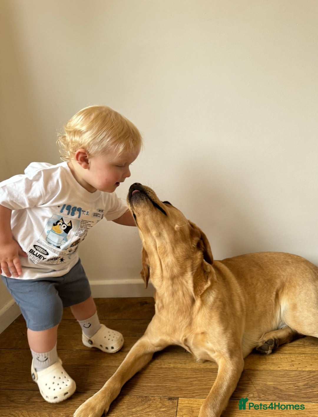 Labrador Retriever dogs for sale: Champion Bloodlines KC Labrador Retriever Puppies - Image 14