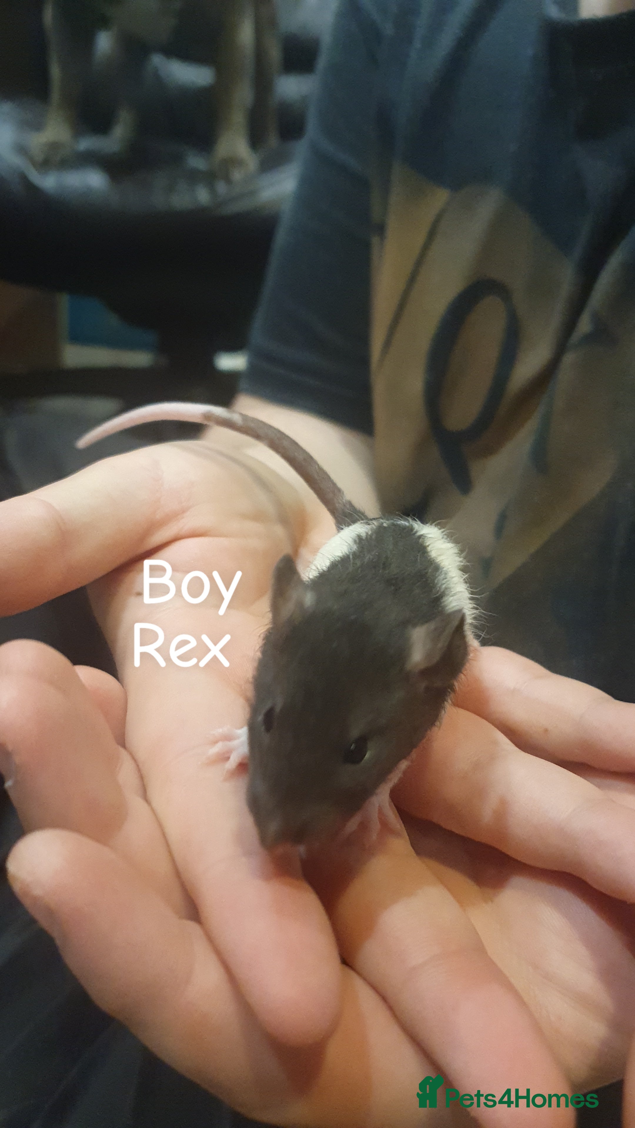 Rat rodents Confident, playful ratties! - Advert 4