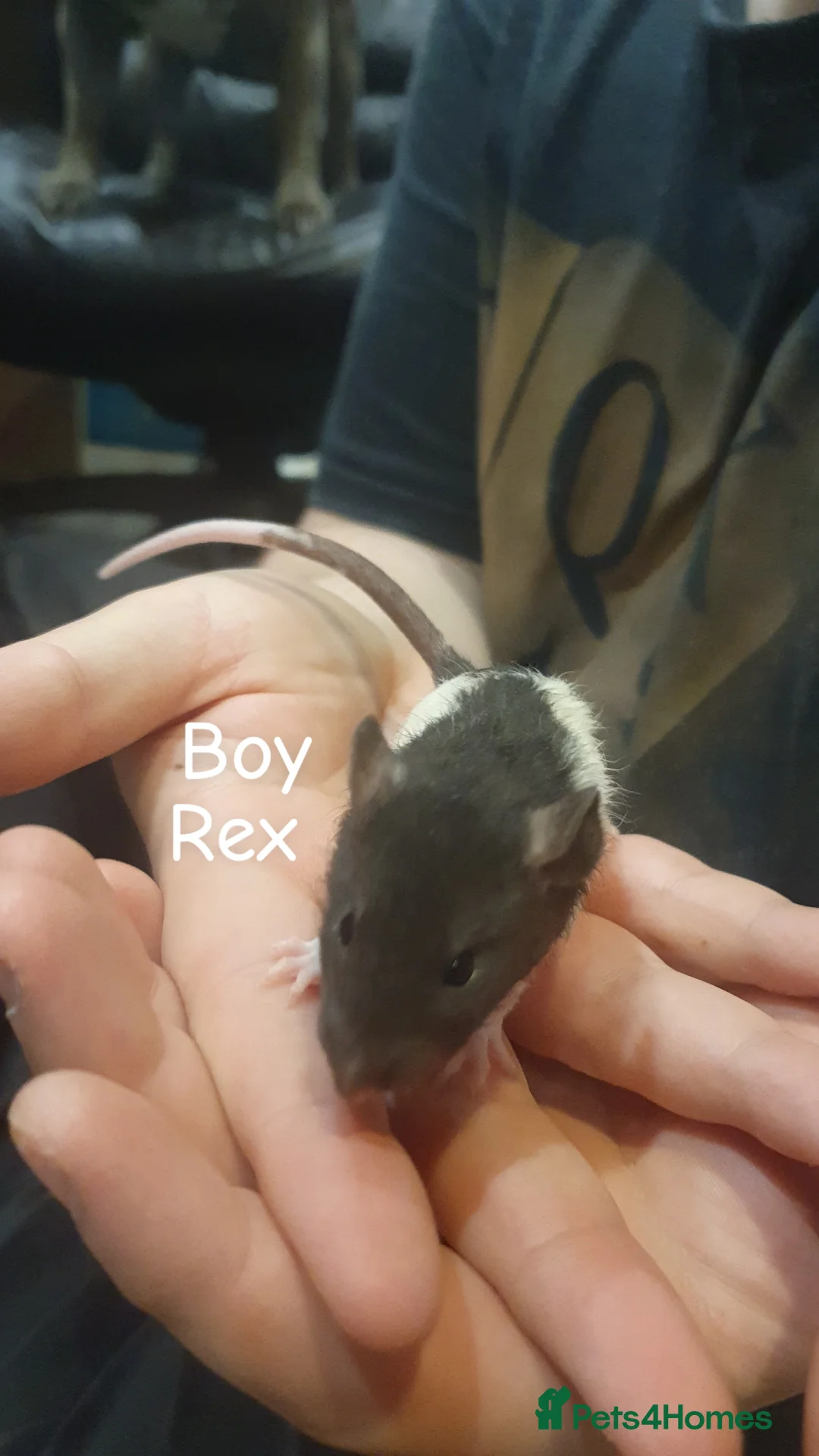 Rat rodents for sale: Confident, playful ratties! - Advert 1