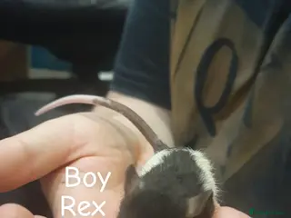 Rat rodents Confident, playful ratties! - Advert 5