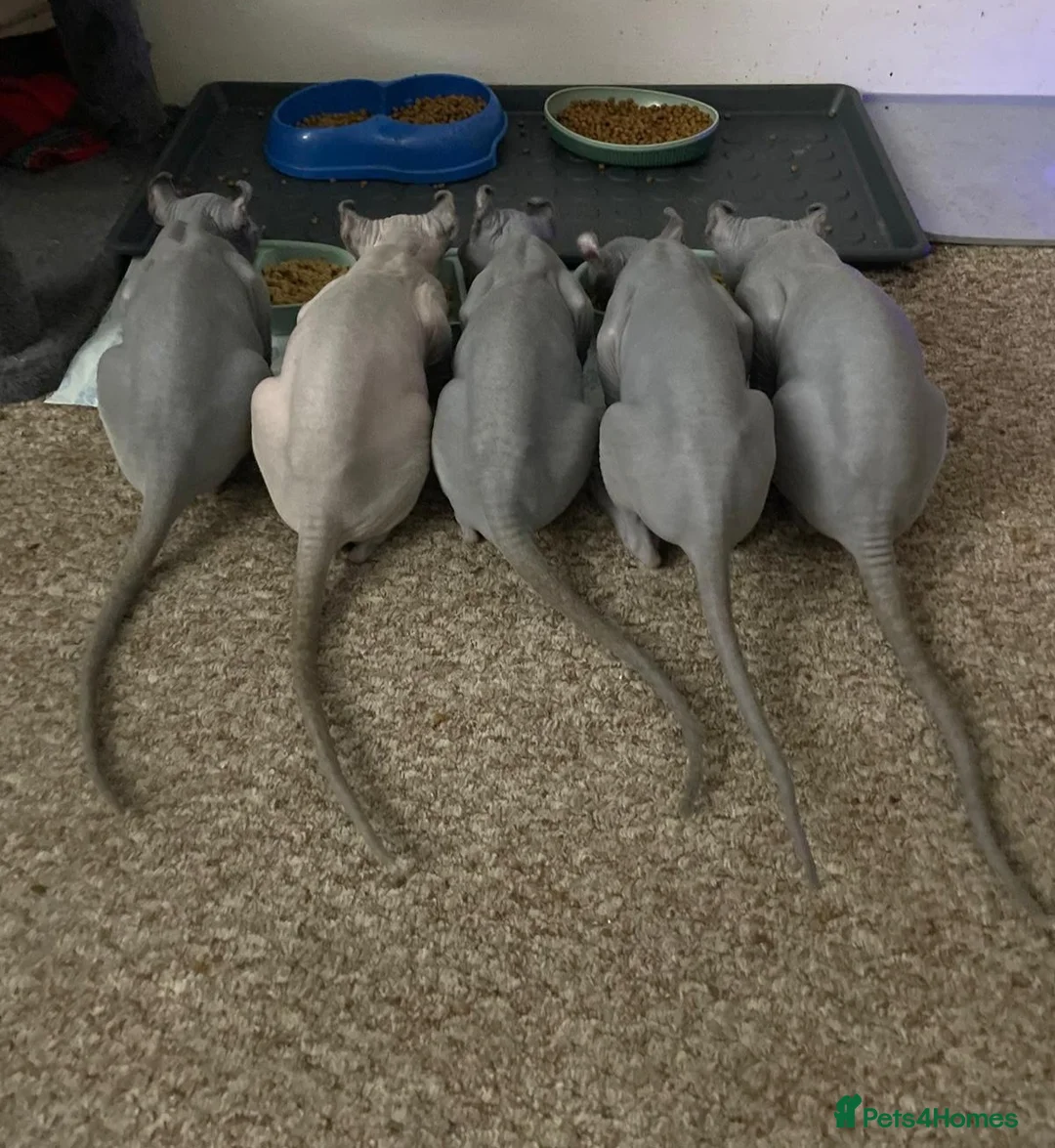 Sphynx cats for sale: Sphynx Elf kittens - Advert 30