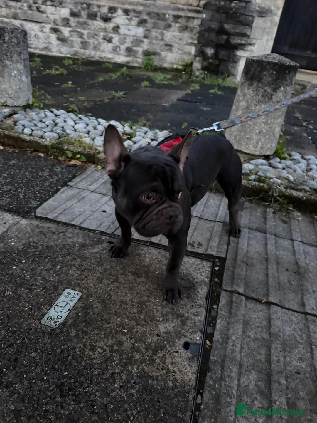 French Bulldog dogs for sale: Zeus is looking for a loving family.  in Watford - Advert 10