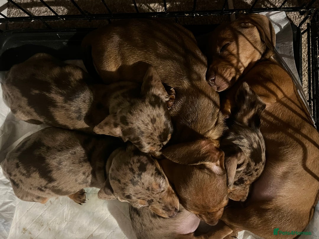 Miniature Dachshund dogs for sale: Miniature dachshund puppies  - Advert 2