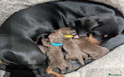Miniature Dachshund dogs for sale: Beautiful KC Reg Smooth Haired Miniature Dachshund - Image 1