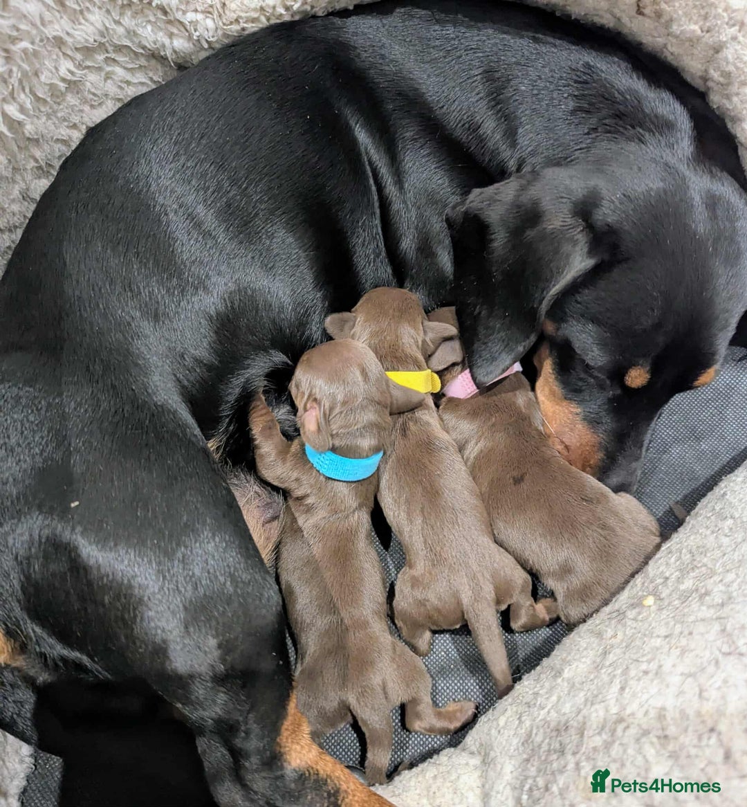 Miniature Dachshund dogs for sale: Beautiful KC Reg Smooth Haired Miniature Dachshund - Image 1