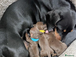 Miniature Dachshund dogs - Advert 24