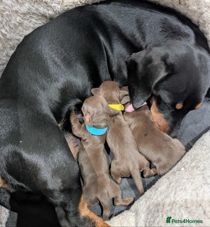 Miniature Dachshund dogs - Advert 4