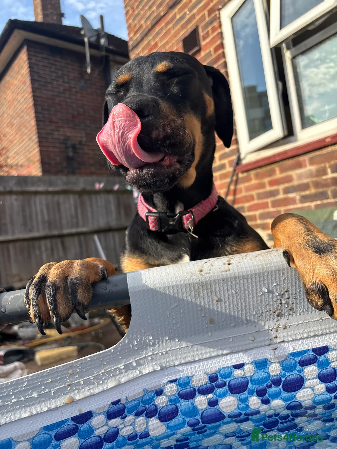 Cane Corso dogs for sale: Cane corso puppies for sale  - Advert 3