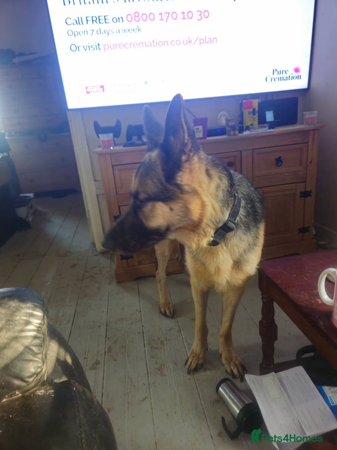 German Shepherd dogs for sale: Good dog - Image 2
