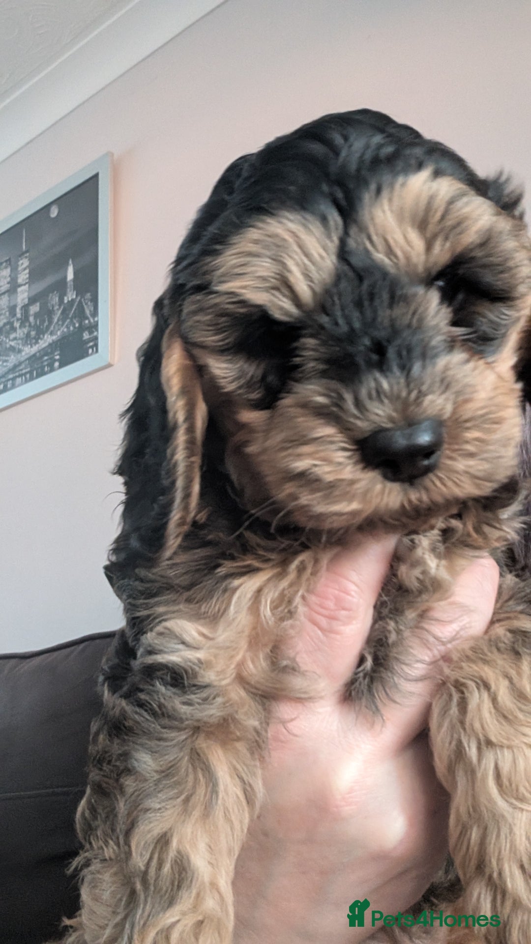 Cockapoo dogs for sale: Cockerpoos  - Image 11