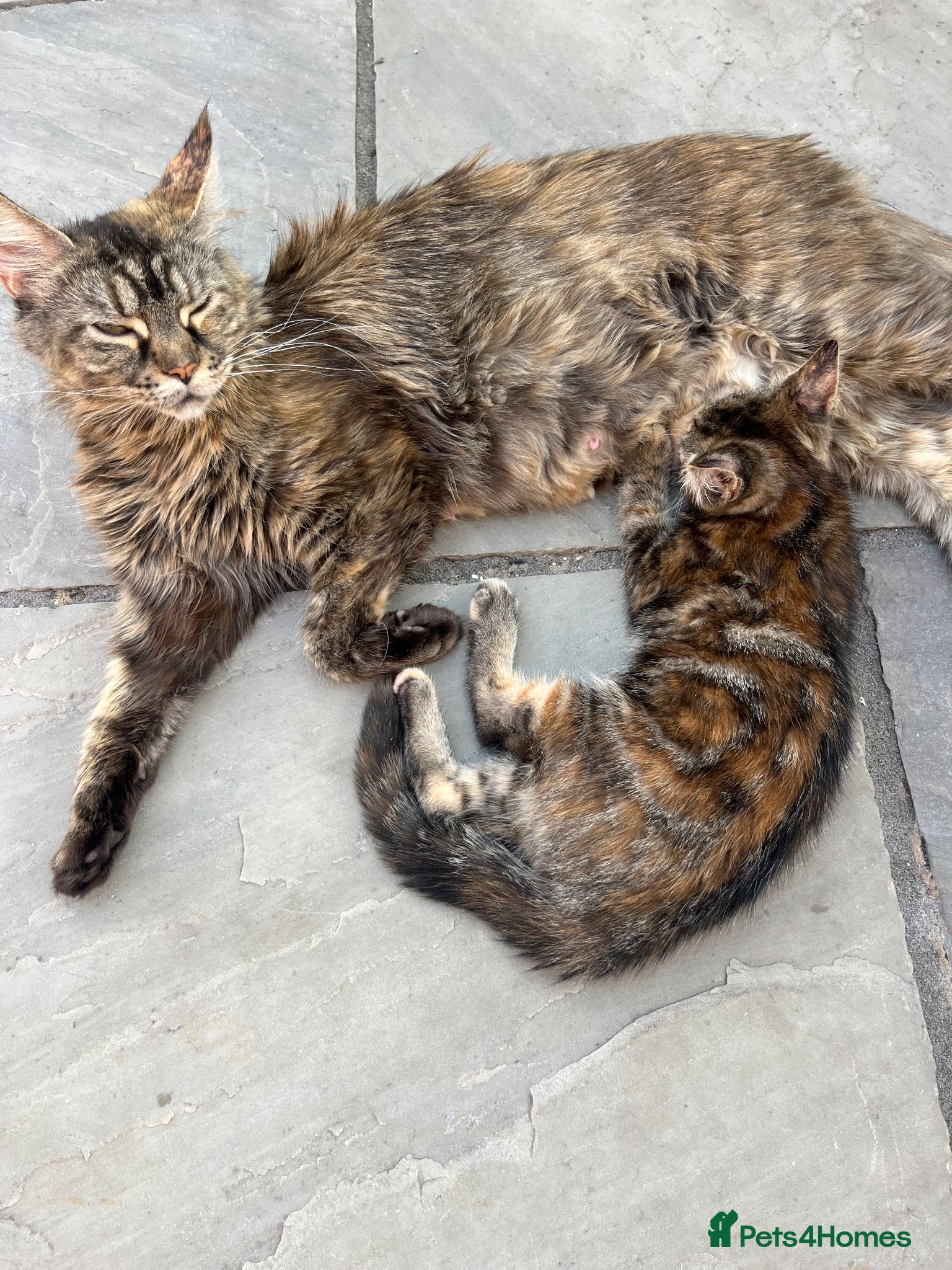 Maine Coon cats Half Maine coon (Last lady) - Advert 1