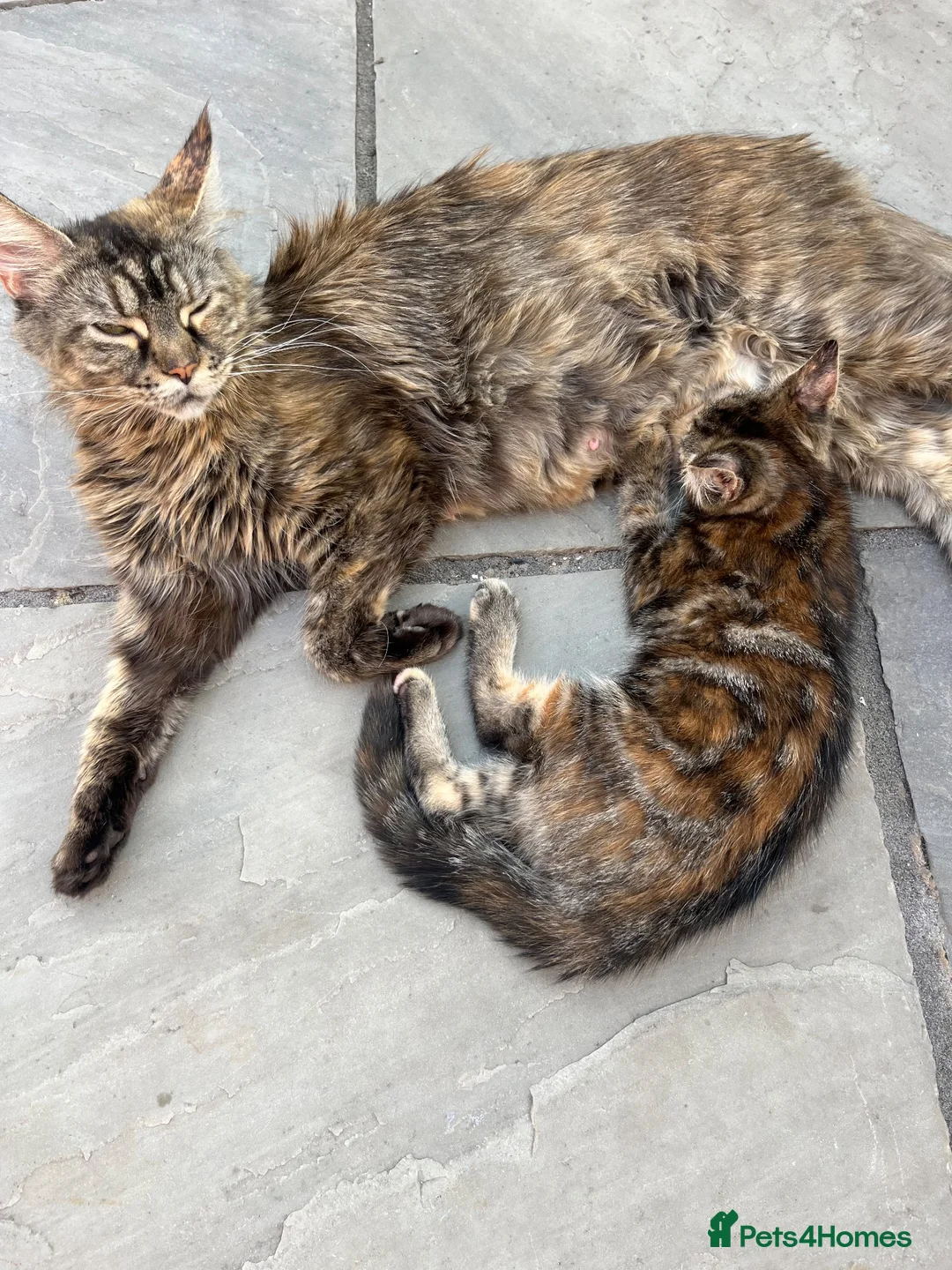 Maine Coon cats for sale: Half Maine coon (Last lady) - Advert 1