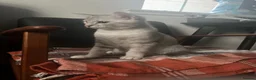 British Shorthair cats for sale: 2 boy BSH kittens left! (£500 for both) - Advert 17