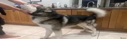 Alaskan Malamute dogs for stud: Alaskan Malamute for Stud   in Oldham - Advert 10