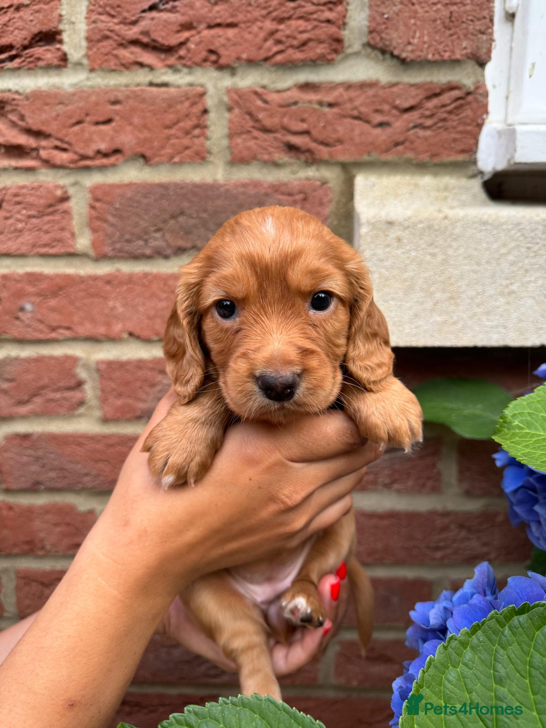 Cocker Spaniel dogs for sale: Health Tested Clear Cocker Spaniel Puppies  - Image 26